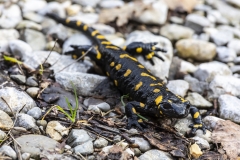 salamandra