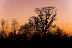 alberi al tramonto