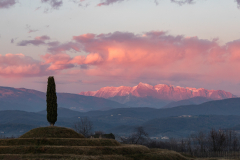 cipresso-pennello